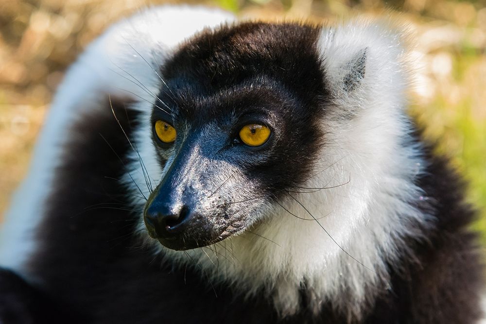 Madagascar-Andasibe-Vakona Lodge-Lemur Island Black and white ruffed lemur